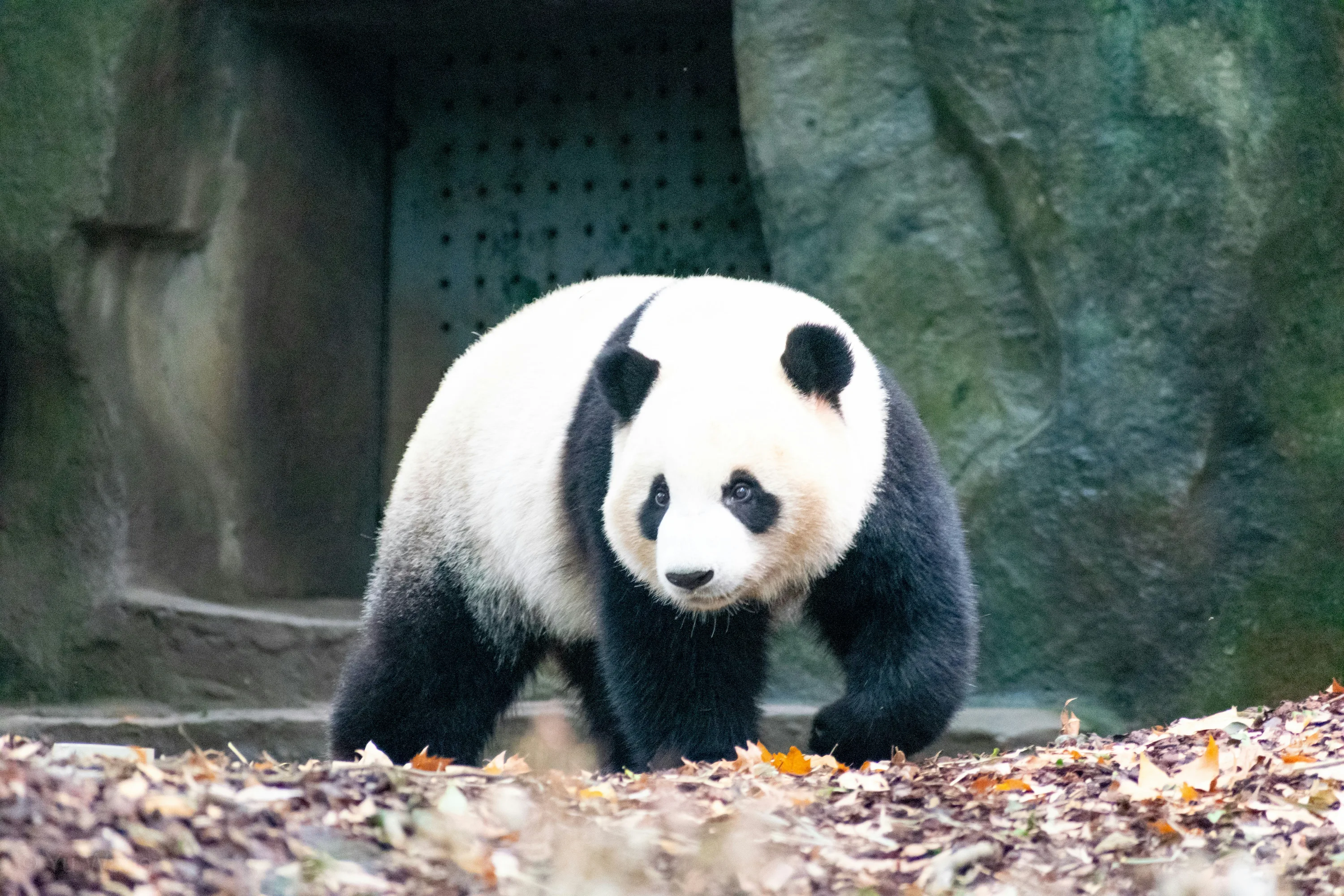 Chengdu, Sichuan Province — travel destination